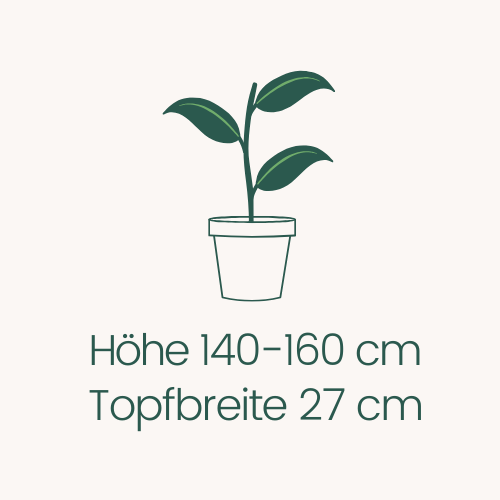 Topfbreite 27 cm Höhe 140-160 cm
